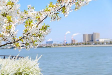 樱花和河