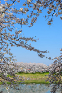 樱花，Shiroishigawa 堤 sembonzakura