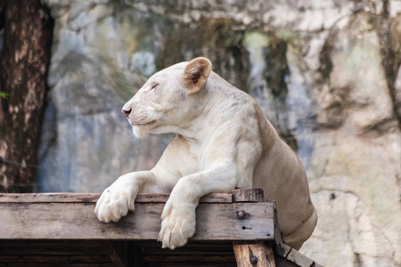 大白母狮