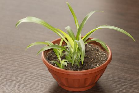 蜘蛛植物 科学名称 叶绿素合成物 在锅