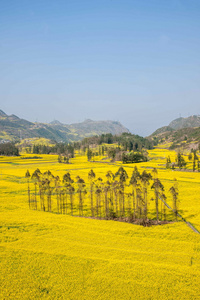 在牛街乡坝子罗平油菜花