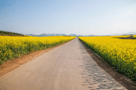 在农村公路八字罗平小花油菜花补丁