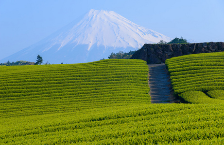 富士山和茶种植园