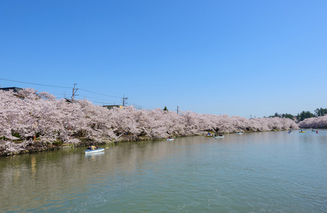 在弘前公园樱花