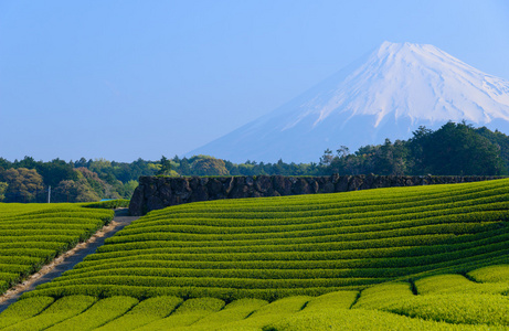 富士山和茶种植园