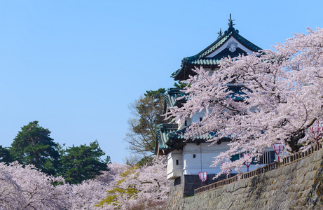 樱花和弘前城堡