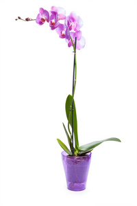 孤立在白色背景上的紫兰花花