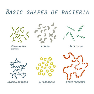 细菌在平面设计中的基本形状的插图