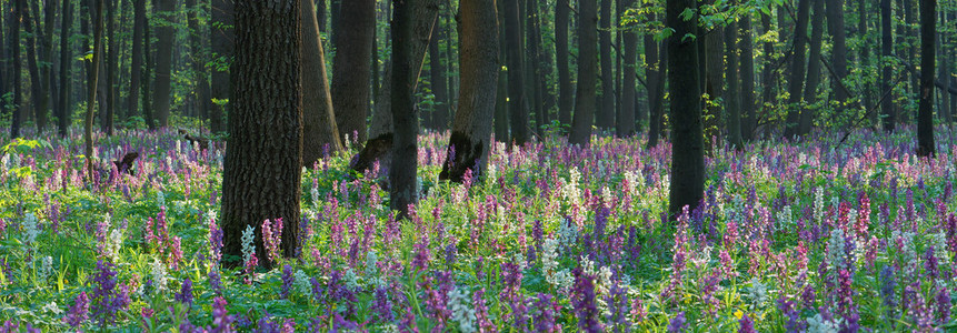 在森林里的春天的花朵