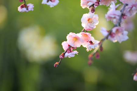 美丽的梅花