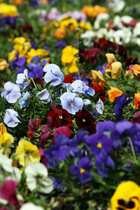三色紫罗兰花圃春的季节