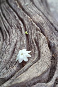 木材的背景上的白花