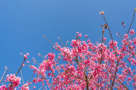 s sakura,Chiang Mai Thailand.