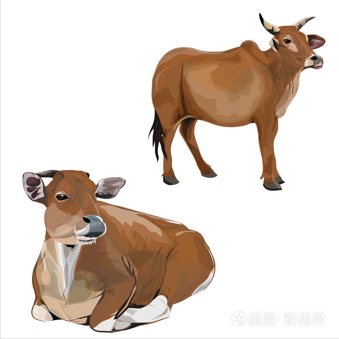 牛的形象