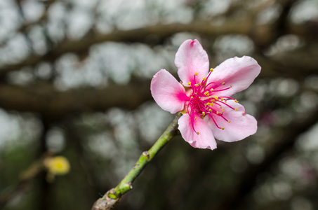 春天桃花