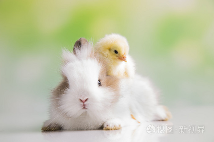 小黄鸡和兔子