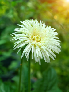 在花园里的白色非洲菊雏菊