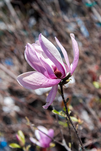 紫泉野生花卉场