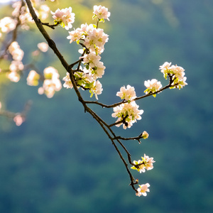 盛开的苹果树枝