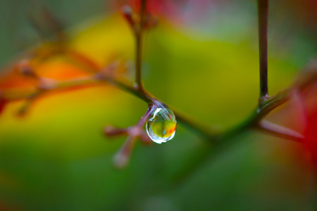 具有彩色背景的树枝上的雨滴