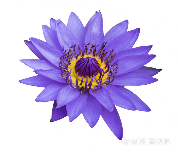 紫莲花白隔离