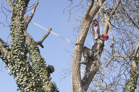 使用链锯去砍一棵核桃树，树修剪树艺师