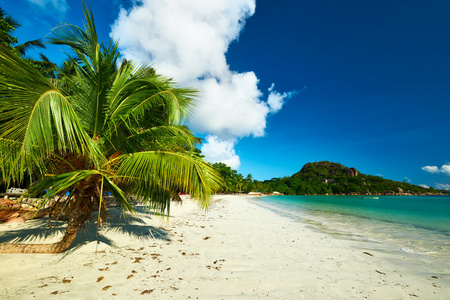 美丽的海滩和棕榈树