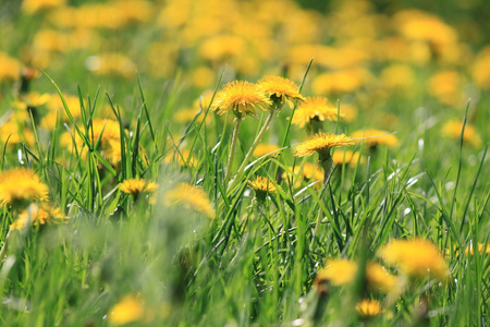 gula maskros blommor med blad i grnt grs