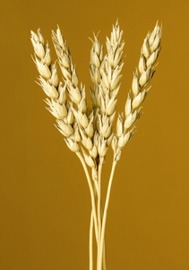 黄小麦的耳朵