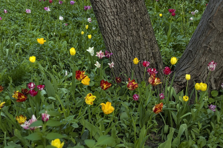 郁金香花的背景