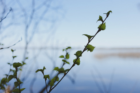 早春植物与蓝色湖背景
