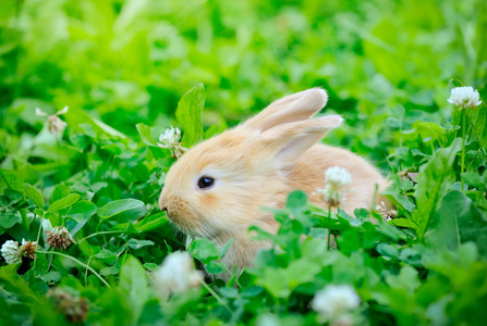 在绿色草地上的小兔子