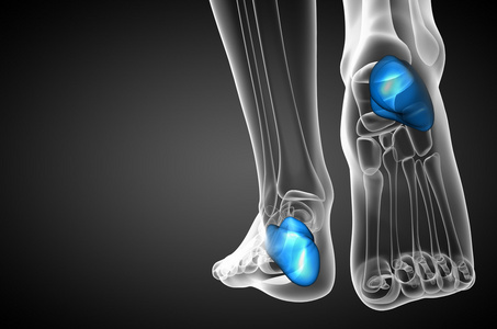 3d 渲染医学插图的跟骨的骨