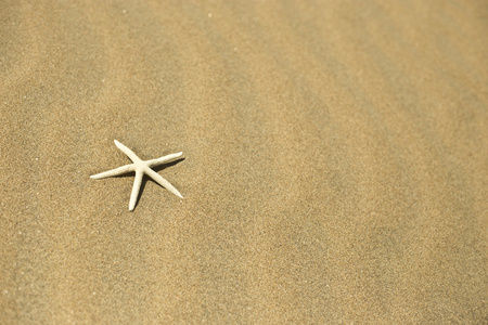 一只沙中的海星