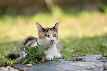 在关闭了猫咪