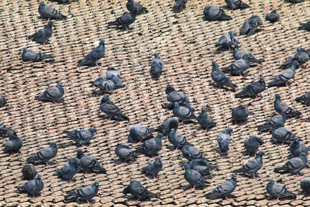 与很多鸟在 Ne 加德满都的杜巴广场上瓦屋顶