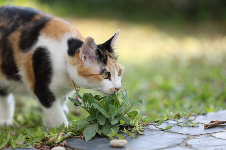 在关闭了猫咪