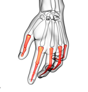 人类趾骨手三维渲染图图片