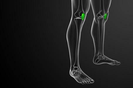 3d 渲染医学插图的髌骨骨