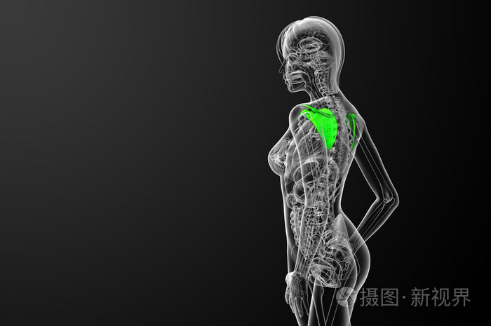 3d 渲染医学插图的肩胛骨骨照片-正版商用图片1iepnu-摄图新视界