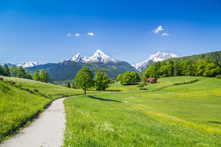 在阿尔卑斯山的田园夏日风景