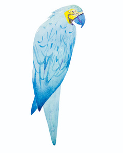 金刚鹦鹉鸟水彩画图片