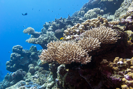 在热带海洋水下珊瑚礁