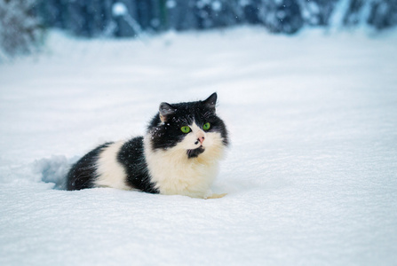 猫走在雪中
