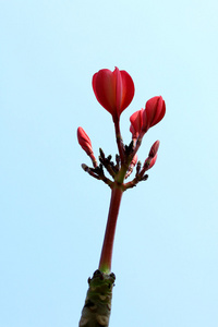 白色素馨花花树上