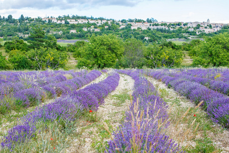 在普罗旺斯，法国的 valensole 附近的薰衣草田