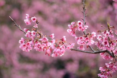 在泰国的粉色樱花盛开