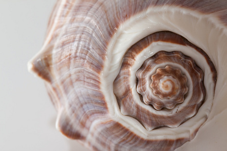 海洋甲壳动物的贝壳图片