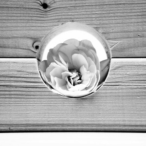 黑色和白色，静物构图与木制几何件与白色的玫瑰和浅灰色背景