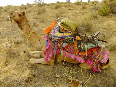 休息期间骆驼 safari，印度塔尔沙漠的骆驼
